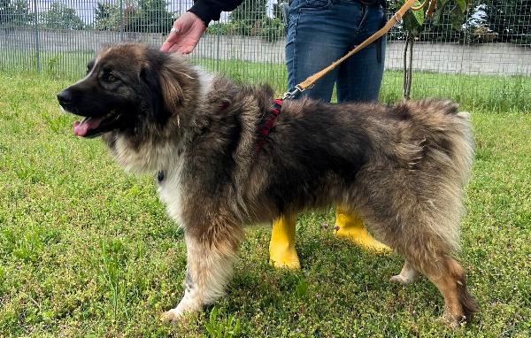 PRUGNA BELLISSIMA Foto 5